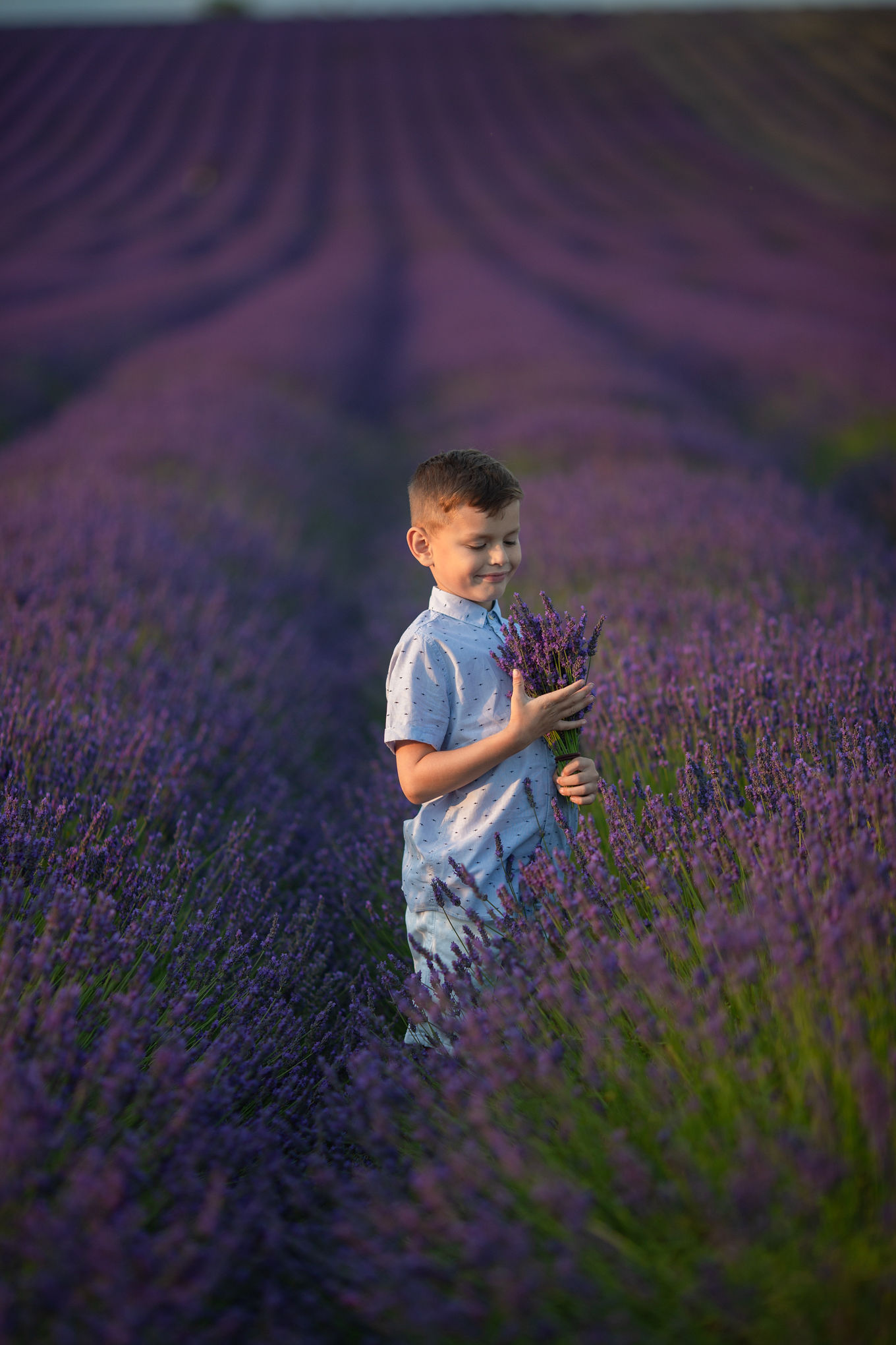 Hitchin Lavender Photographer